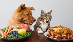 Mascotas Fit Curso alimentos