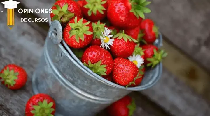 Beneficios de la fresa para la salud por sus propiedades y valor nutricional. Desventajas