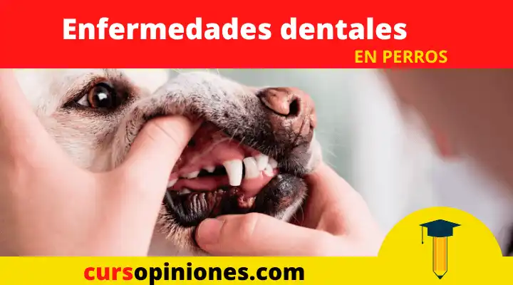 enfermedades dentales en perros