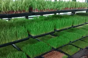 bandejas de forraje verde hidroponico 300 X 200
