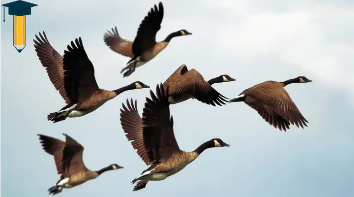 ¿Qué es la ornitología y qué estudia? ¿Cuál es su concepto y significado? Importancia para la sociedad